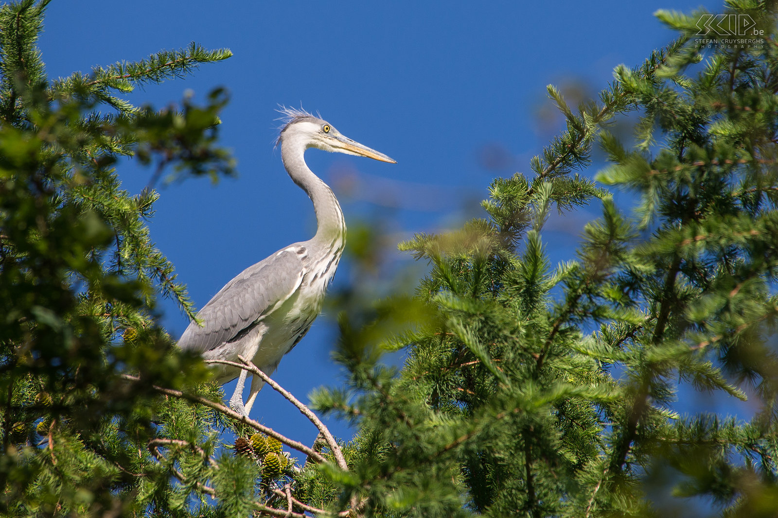 Birds - Young grey heron A young grey heron (Ardea cinerea) near its nest in the top of a tree near the nature reserve Sahara in my hometown Lommel. Stefan Cruysberghs